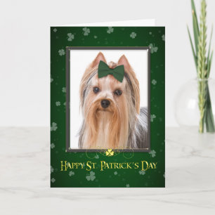 Yorkie St. Patrick's Day Card Karte