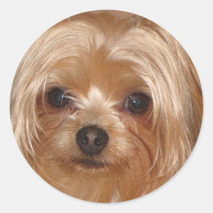 Yorkie Sticker