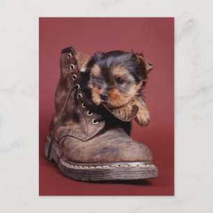 Yorkie Stiefel Postkarte