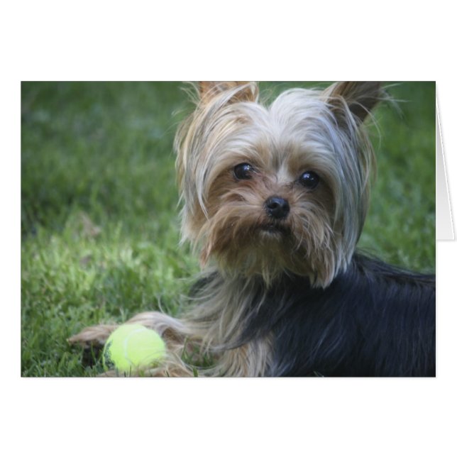 Yorkie Tennis (Vorderseite (Horizontal))