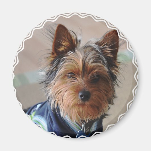 Yorkie Terrier Magnet (Vorne)