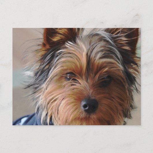 Yorkie Terrier Postcard Postkarte (Vorderseite)