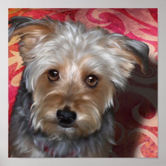 Yorkie Terrier Poster (Vorne)