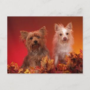 Yorkie und Friends Postcards Postkarte