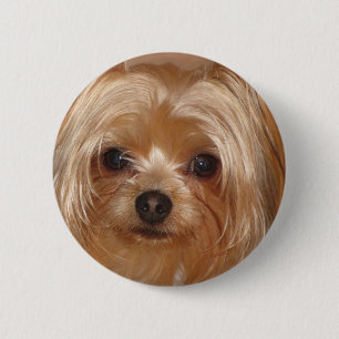 Yorkie Unterseite Button