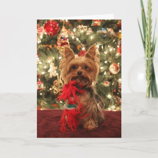 Yorkie Weihnachten 2 (Vorderseite)