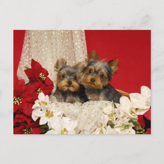 Yorkie Welpen mit Poinsettias Postkarte (Vorderseite)