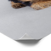 Yorkie Welpen Poster (Ecke)