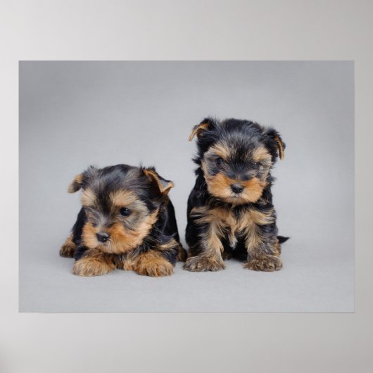 Yorkie Welpen Poster (Vorne)