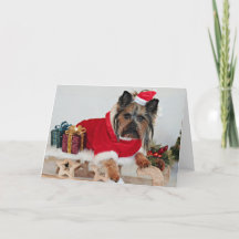 Yorkie Yorkshire Terrier Dog - Weihnachts-Weihnach