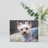 Yorkie, Yorkshire Terrier Postkarte (Stehend Vorderseite)