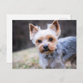 Yorkie, Yorkshire Terrier Postkarte (Vorne/Hinten)