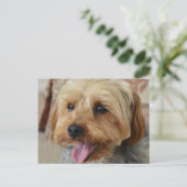 Yorkie Zac Postkarte (Stehend Vorderseite)