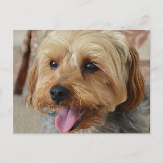 Yorkie Zac Postkarte (Vorderseite)