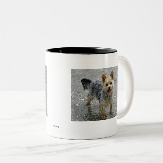 Yorkie Zweifarbige Tasse (VorderseiteRechts)