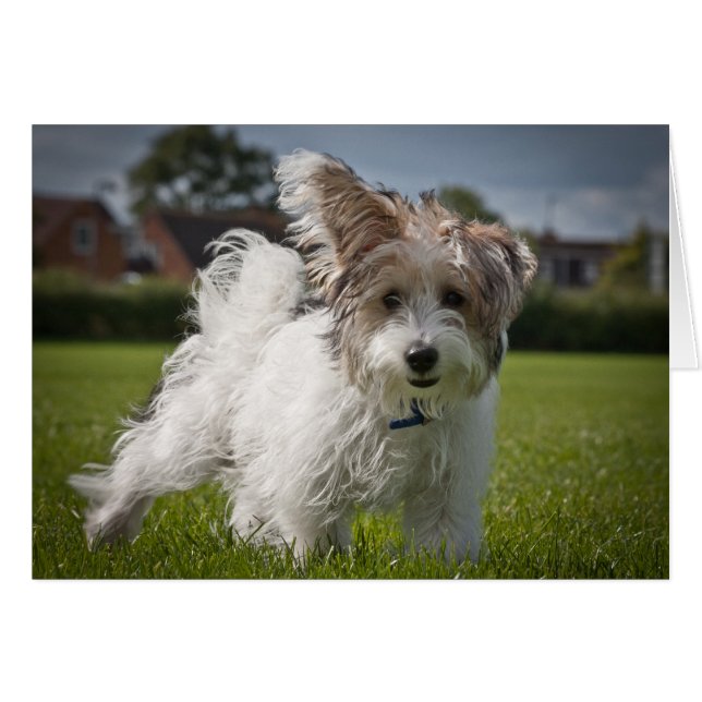 Yorkiepoo (Vorderseite (Horizontal))