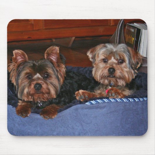 Yorkies - Kumpels Mousepad (Vorne)