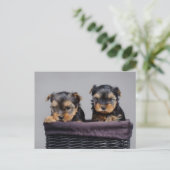 Yorkies Postkarte (Stehend Vorderseite)