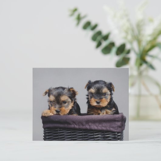 Yorkies Postkarte (Stehend Vorderseite)