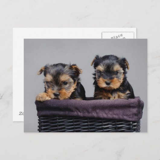 Yorkies Postkarte (Vorne/Hinten)