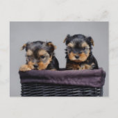 Yorkies Postkarte (Vorderseite)