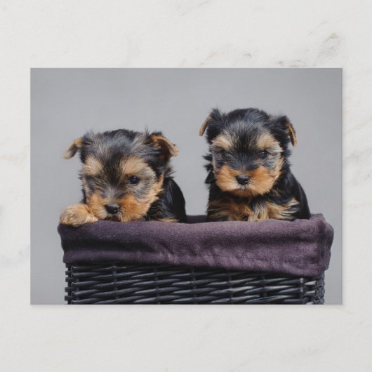 Yorkies Postkarte (Vorderseite)