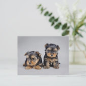 Yorkies Postkarte (Stehend Vorderseite)