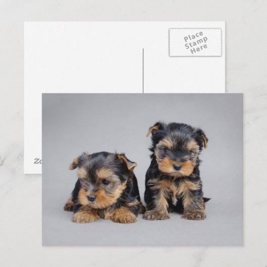 Yorkies Postkarte (Vorne/Hinten)