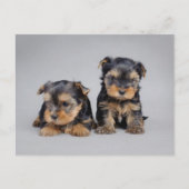 Yorkies Postkarte (Vorderseite)