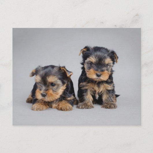 Yorkies Postkarte (Vorderseite)