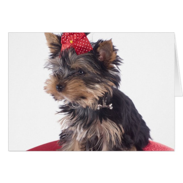 Yorkshire (Vorderseite (Horizontal))