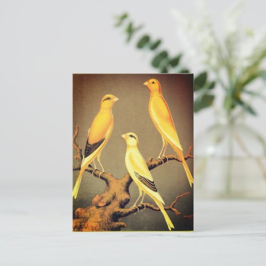 YORKSHIRE CANARIES POSTKARTE (Stehend Vorderseite)