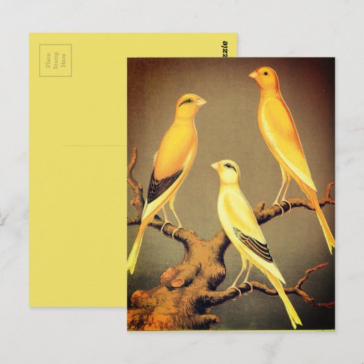 YORKSHIRE CANARIES POSTKARTE (Vorne/Hinten)