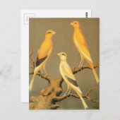 YORKSHIRE CANARIES POSTKARTE (Vorne/Hinten)