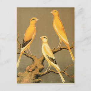 YORKSHIRE CANARIES POSTKARTE