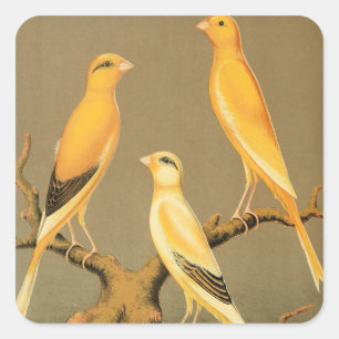 YORKSHIRE CANARIES QUADRATISCHER AUFKLEBER