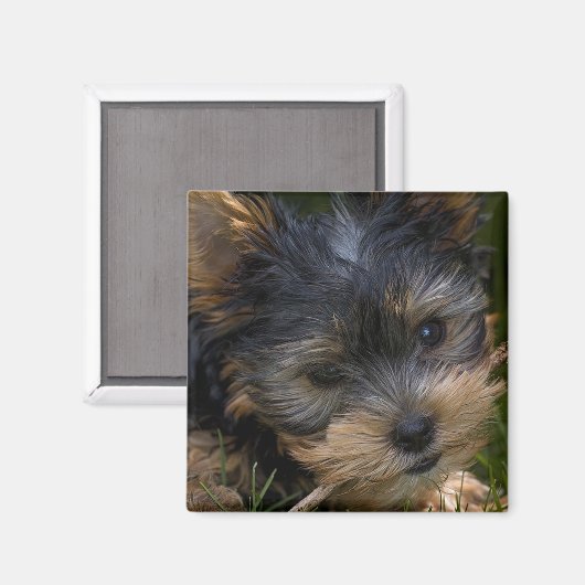 Yorkshire Magnet (Vorderseite/Rückseite)