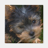 Yorkshire Magnet (Vorne)