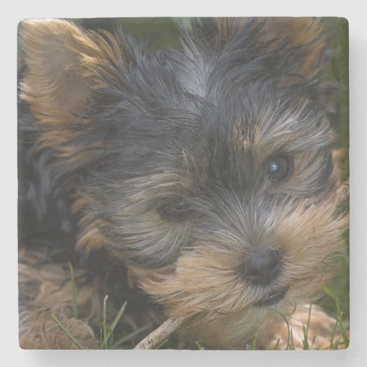 Yorkshire Steinuntersetzer (Vorderseite)