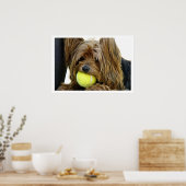 Yorkshire Terrer mit Tennis Ball Poster (Küche)