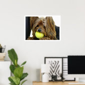 Yorkshire Terrer mit Tennis Ball Poster (Heimbüro)