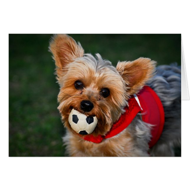 Yorkshire Terrier (Vorderseite (Horizontal))