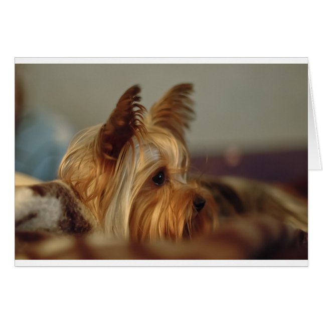 Yorkshire Terrier (Vorderseite (Horizontal))