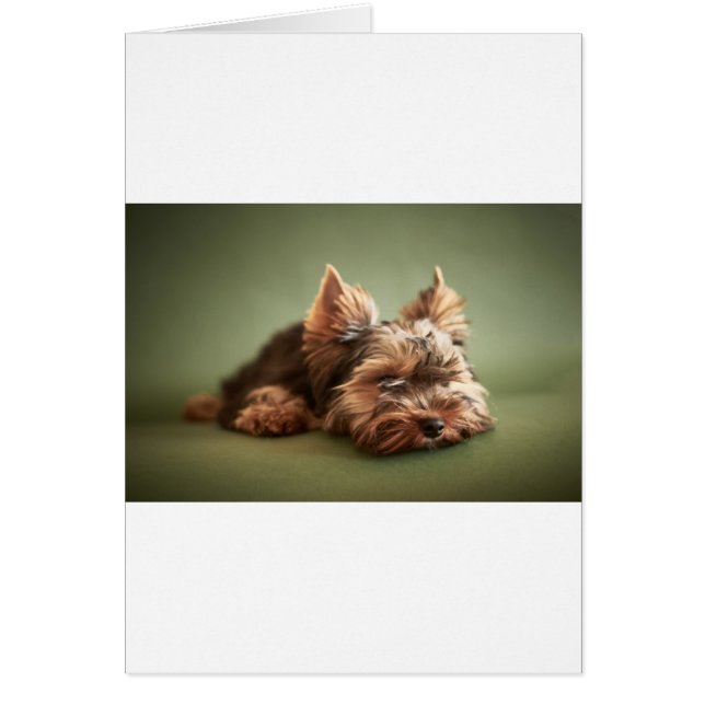 Yorkshire Terrier (Vorne)