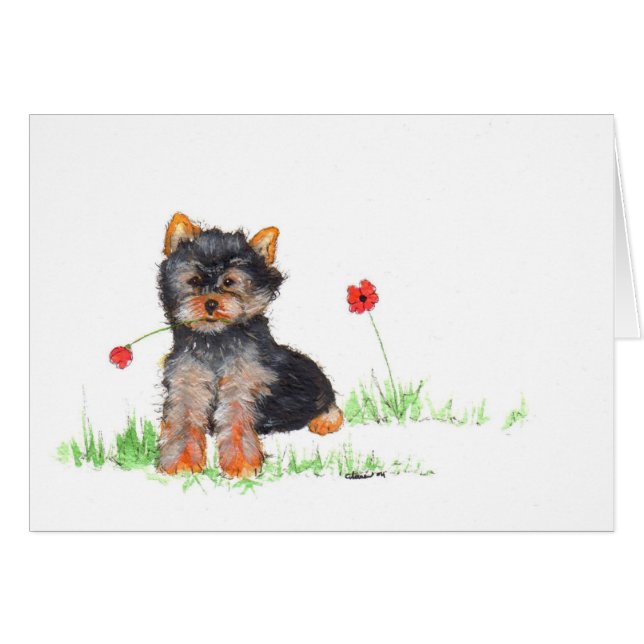 Yorkshire Terrier (Vorderseite (Horizontal))