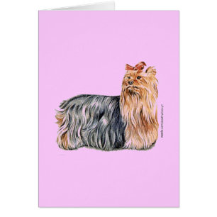 Yorkshire Terrier