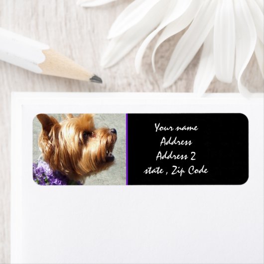 Yorkshire Terrier (Insitu)