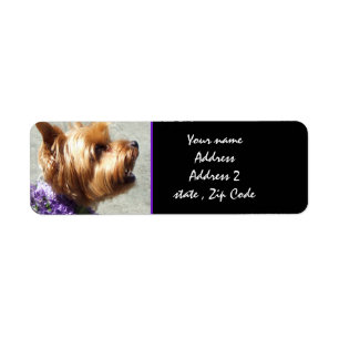 Yorkshire-Terrier