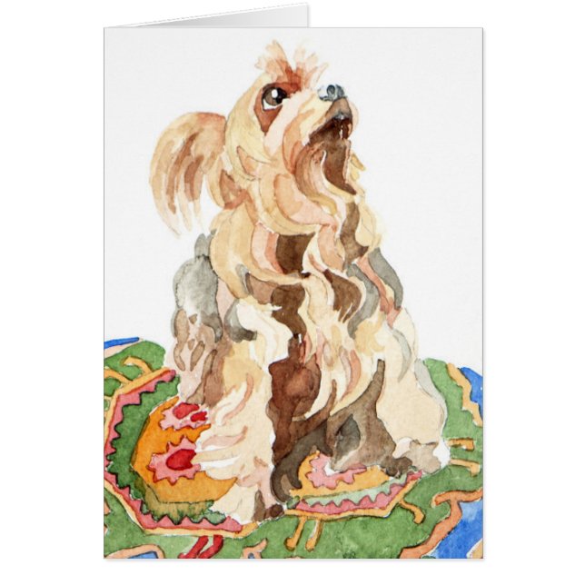 Yorkshire-Terrier 2012 (Vorne)