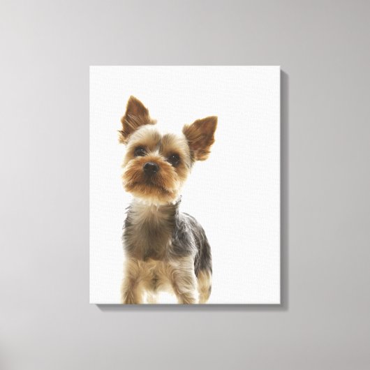 Yorkshire Terrier 2 Leinwanddruck (Vorderseite)